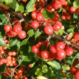 Malus PROFESSOR SPRENGER  Busk