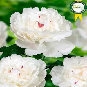 Paeonia Lac. Festiva Maxima