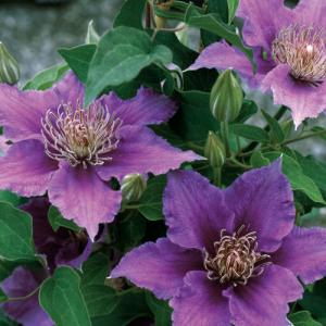 Clematis Bijou