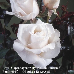 Royal Copenhagen™