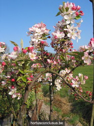 Malus Pom Zai