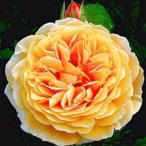 Crown Princess Margareta