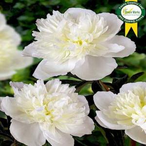 Paeonia Lac. Duchesse de Nemours