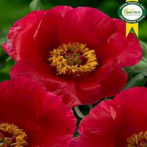 Paeonia Hybrid Blaze