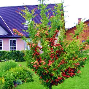 Crataegus OX. Paul´s Scarlet SCH