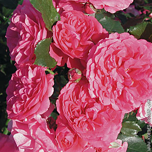 Rosarium Uetersen®