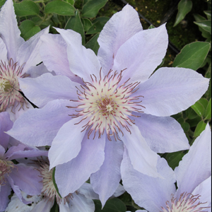 Clematis Filigree™