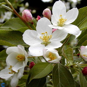 Malus AKSO m/MISTELTEN SCH