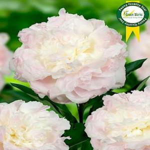 Paeonia Lac. Florence Nichols