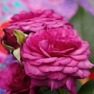 Kaffe Fassett Rose®