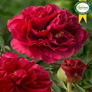 Paeonia Hybrid Old Faithful