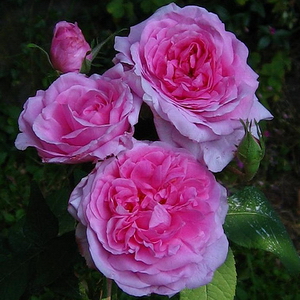 Comte de Chambord