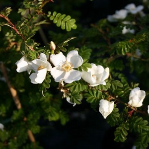 Omeiensis Pteracantha