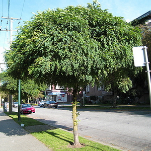 Robinia pseudoacacia Umbraculiferra