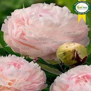 Paeonia Lac. Madame Eduard Doriat