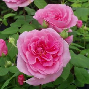 Gertrude Jekyll