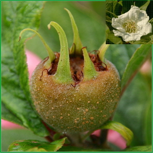 MESPILUS GERMANICA SCH Vinterpot