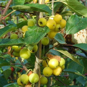 Malus GOLDEN HORNET SCH  