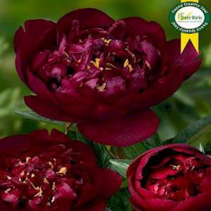 Paeonia Hybrid Buckeye Belle