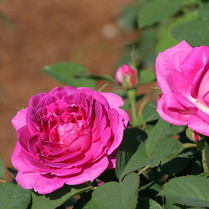 Reine des Violettes