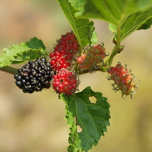 Morus Nigra -Sort Morbær 2 års 80 cm.