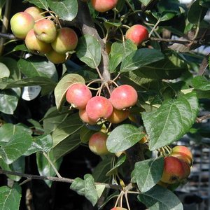 Malus GORGEOUS m/MISTELTEN SCH