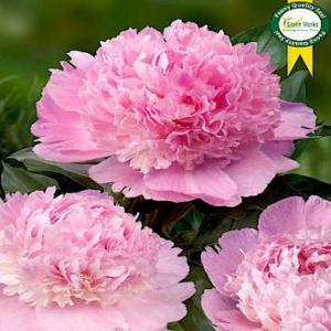 Paeonia Lac. Angel Cheeks