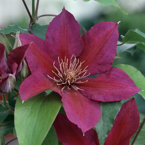 Clematis Picardy™