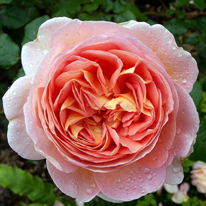 Abraham Darby