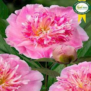 Paeonia Lac. Do Tell