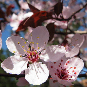 Prunus CER. NIGRA SCH  Vinterpot