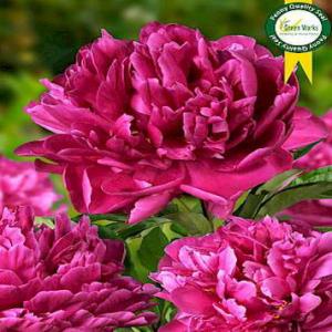 Paeonia Lac. Karl Rosenfield