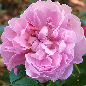 Cottage Rose