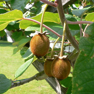 Actinidia deliciosa Jenny