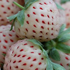 Jordbær Pineberry 6-pack