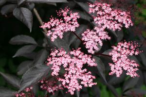 Sambucus Nigra Black Beauty