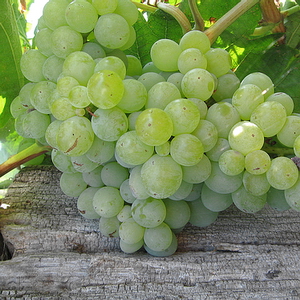 Lakemont Seedless podet på grundstamme SO4