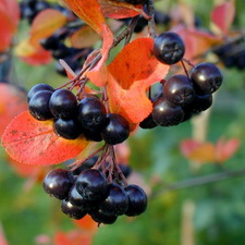 Aronia Melanocarpa 