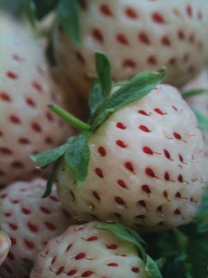 Pineberry 9 cm.