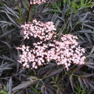 Sambucus Nigra Black Lace