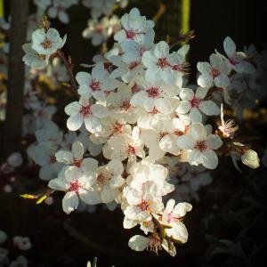 MINI DVÆRG BLOMME