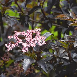 Sambucus Nigra Black Tower