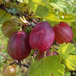 Hinnonmæki Rød 60 cm stamme