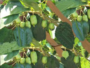 ACTINIDIA ARGUTA Issai